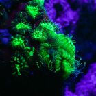 Fluorescence Nightdive Coral Reef