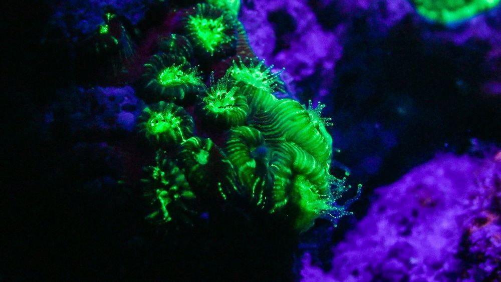 Fluorescence Nightdive Coral Reef