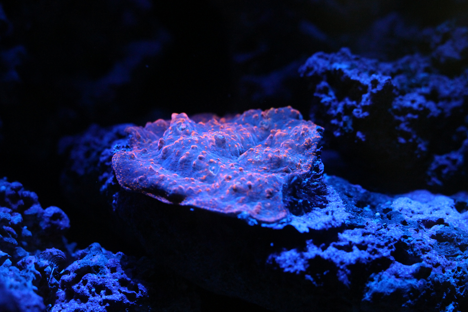 Fluoreszierende Koralle unter UV-Lampe/Blaulicht im Meerwasseraquarium