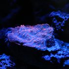 Fluoreszierende Koralle unter UV-Lampe/Blaulicht im Meerwasseraquarium