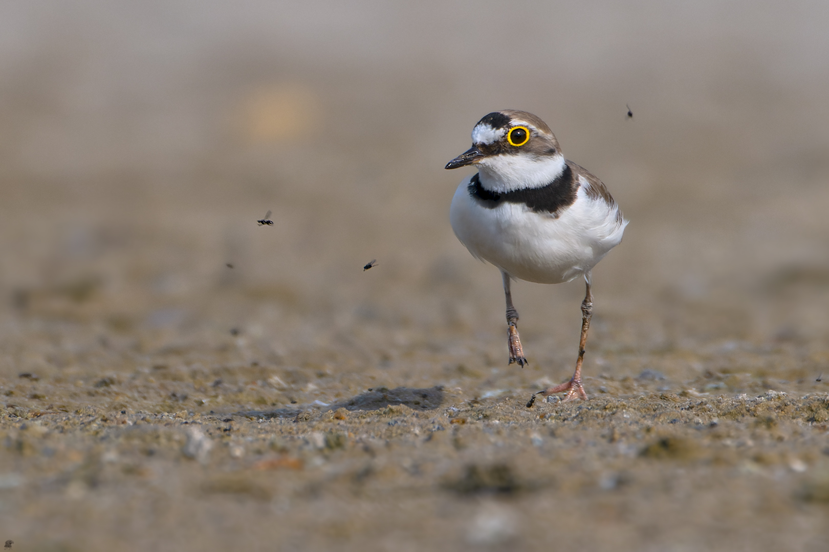 Fluppi ... Flussregenpfeifer | Charadrius dubius