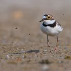 Fluppi ... Flussregenpfeifer | Charadrius dubius