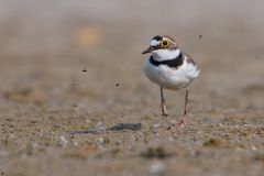 Fluppi ... Flussregenpfeifer | Charadrius dubius