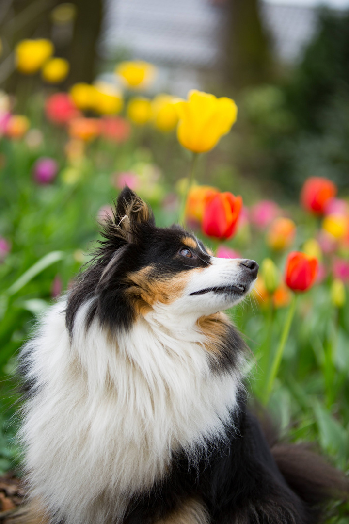 Fluse mit Tulpen