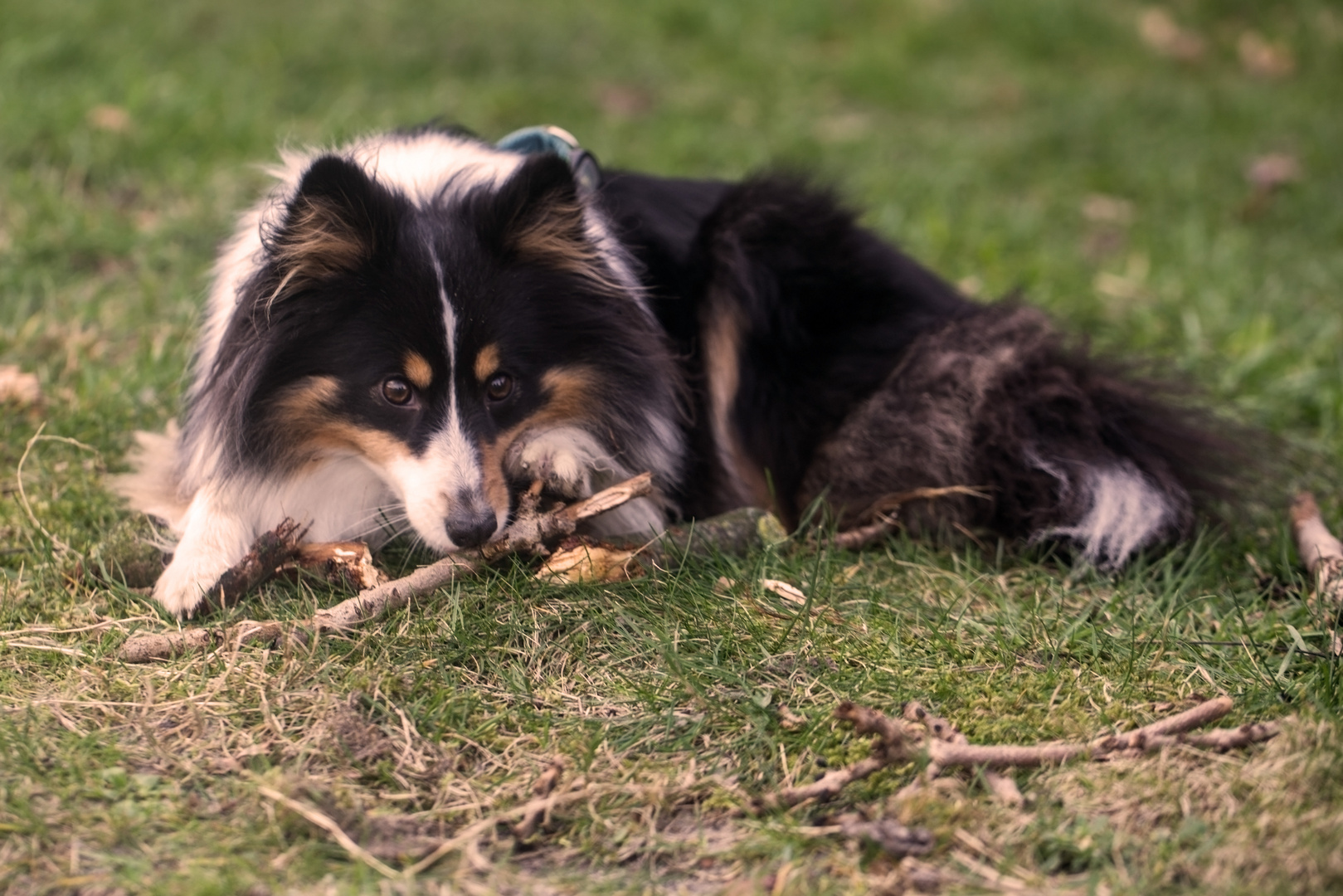 Fluse Sheltie