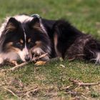 Fluse Sheltie