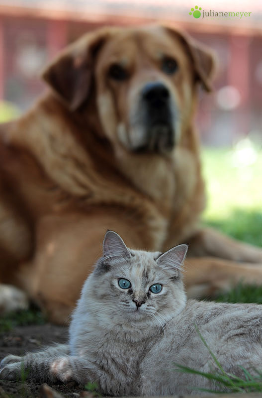 Fluse und ihr Bodyguard