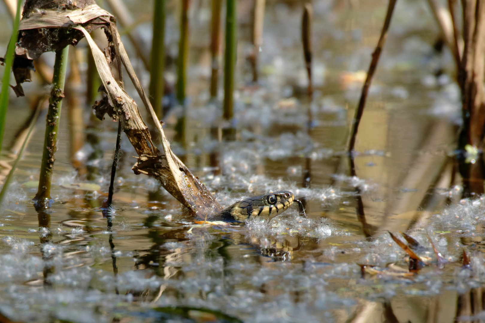 Flusenbad  -Ringelnatter  im Teich