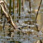 Flusenbad  -Ringelnatter  im Teich