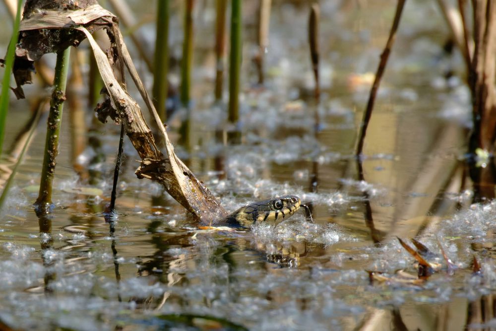 Flusenbad Ringelnatter im Teich Foto & Bild mai, wasser, frühling