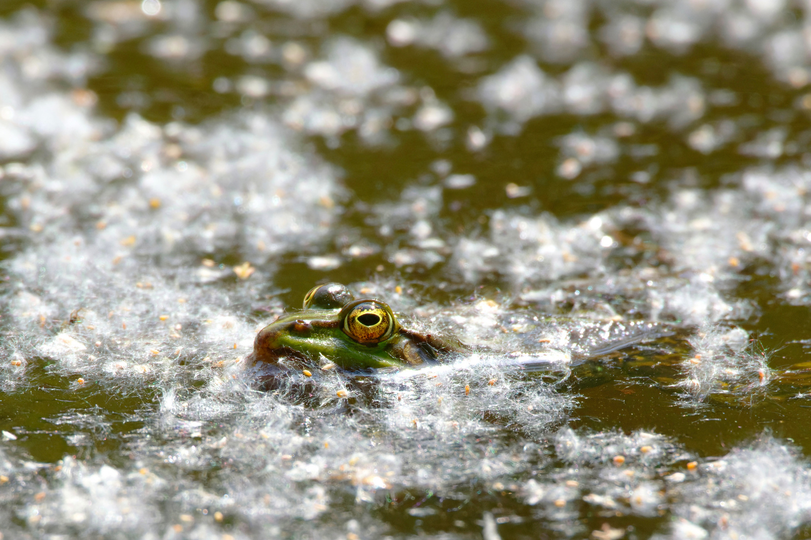 Flusenbad  - Wasserfrosch im Teich