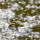 Flusenbad  - Wasserfrosch im Teich