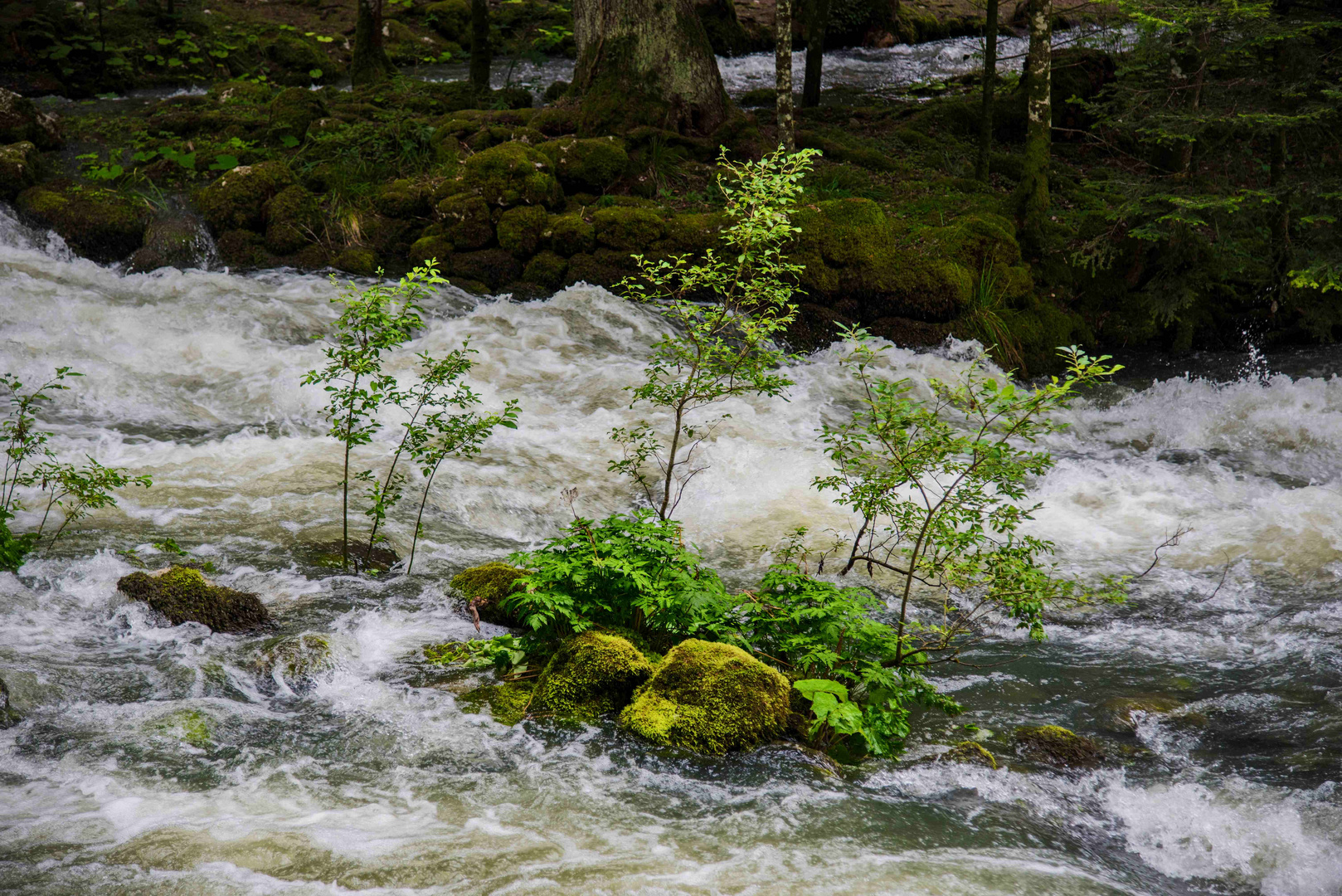 Fluss Flussidylle am Orbe