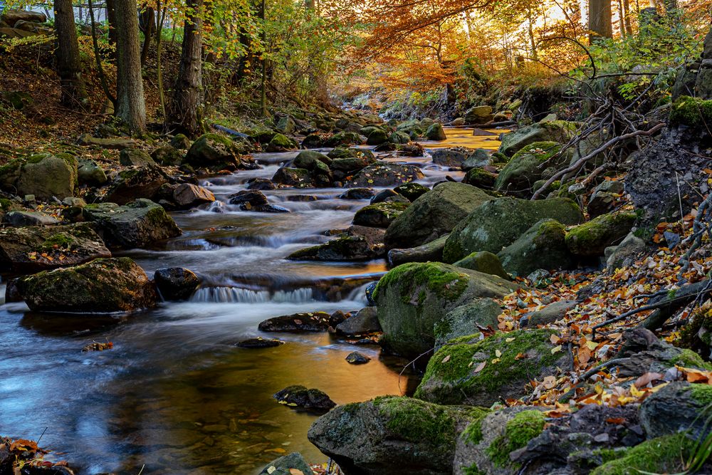 Fluss Ilse, Harz, SachsenAnhalt, Germany Foto & Bild nature, bäume