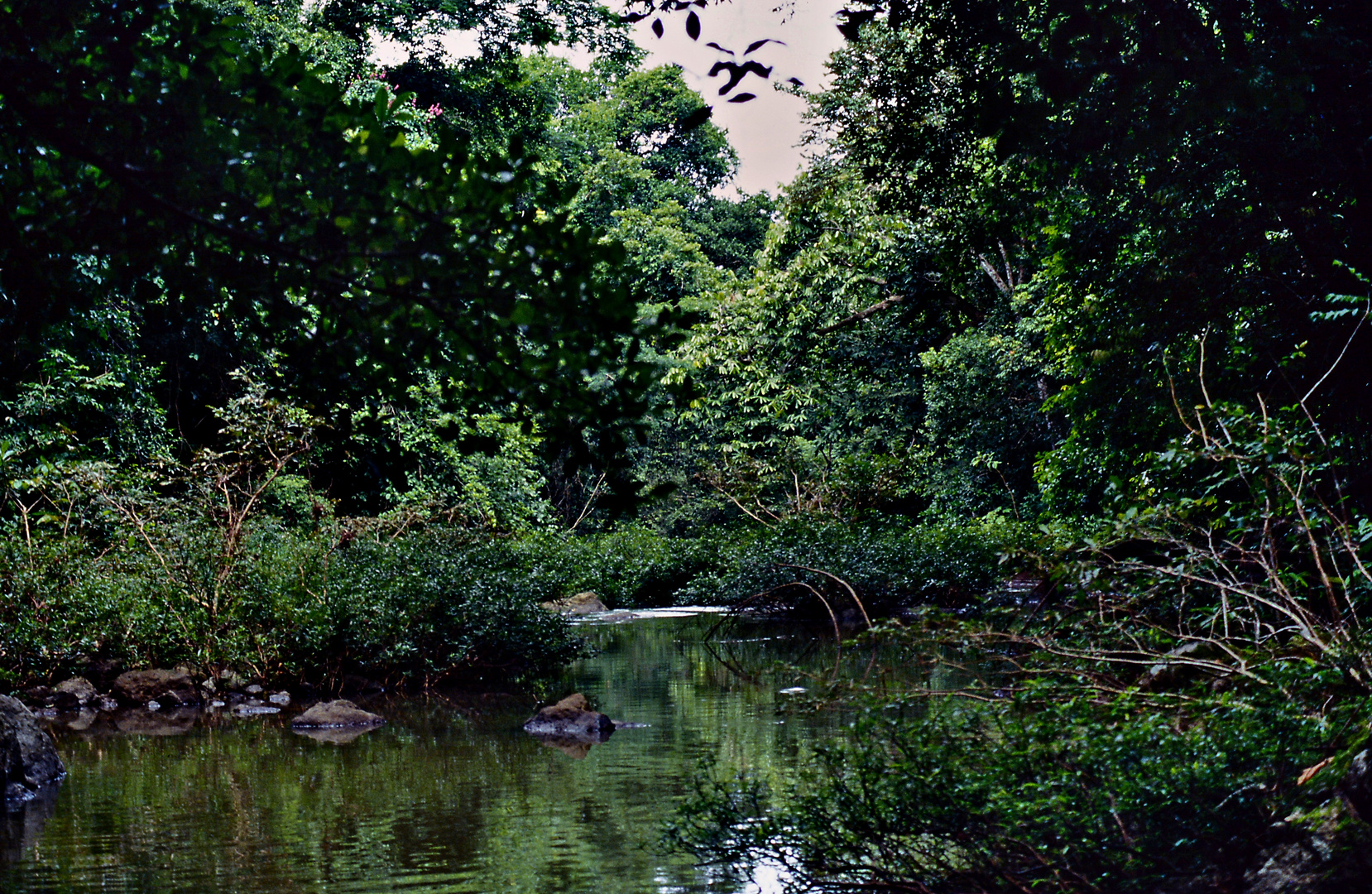 Fluss im Dschungel 
