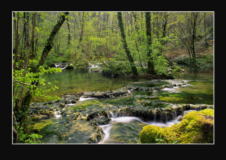 Fluss im Frühlingswald