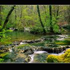 Fluss im Frühlingswald