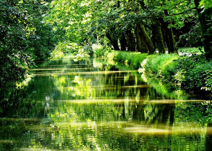 Fluss im Grün