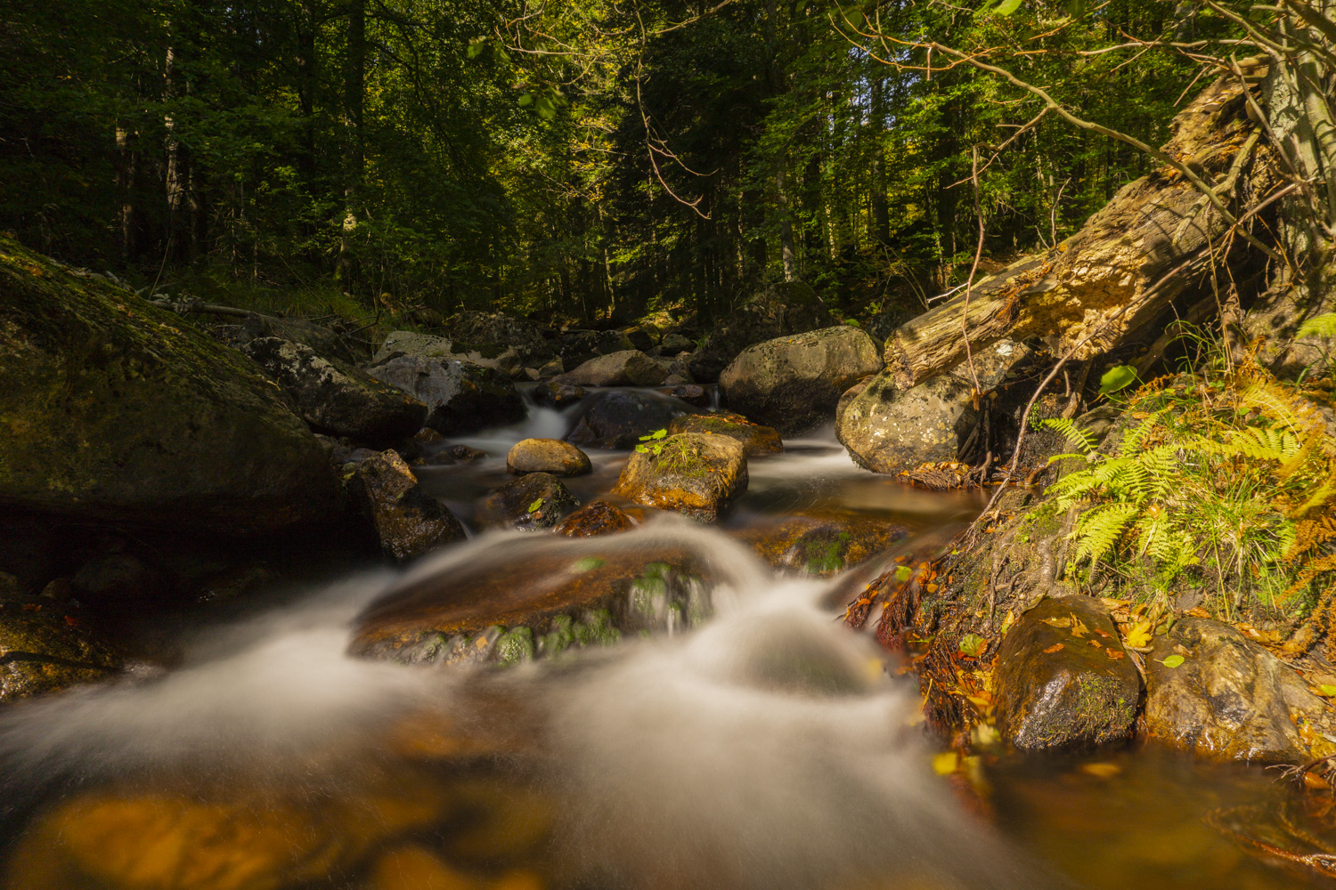 Fluss im Harz