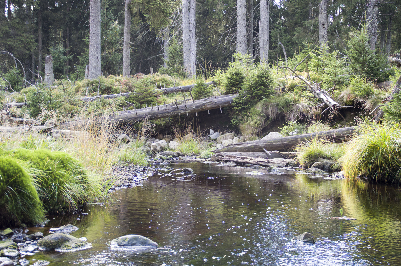 Fluss im Oberharz