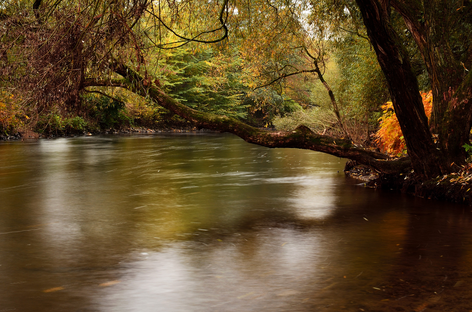 Fluss im Wald