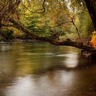 Fluss im Wald