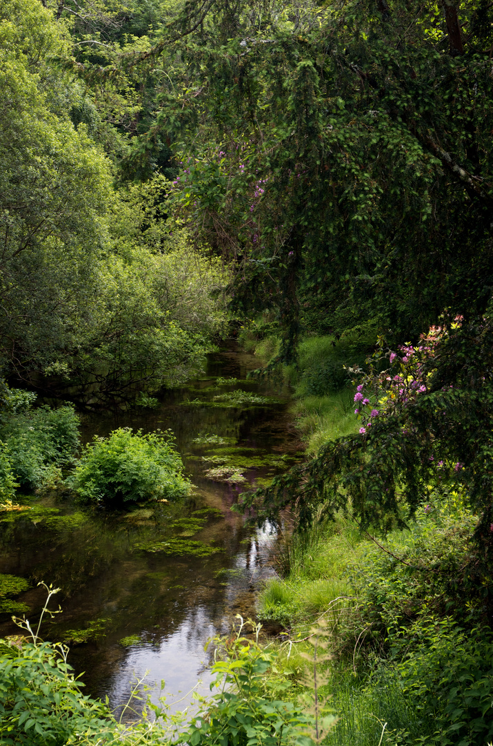 Fluß im Wald