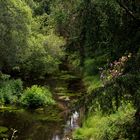 Fluß im Wald