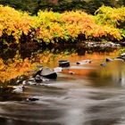 Fluss im Wald