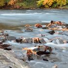 Fluss im Wald