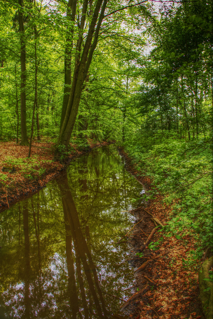 Fluss im Wald HDR