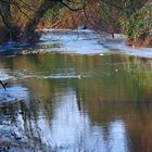 Fluß im Winter mit Nutria