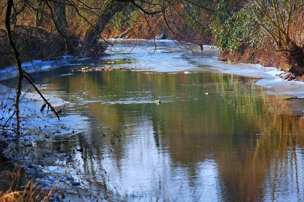 Fluß im Winter mit Nutria