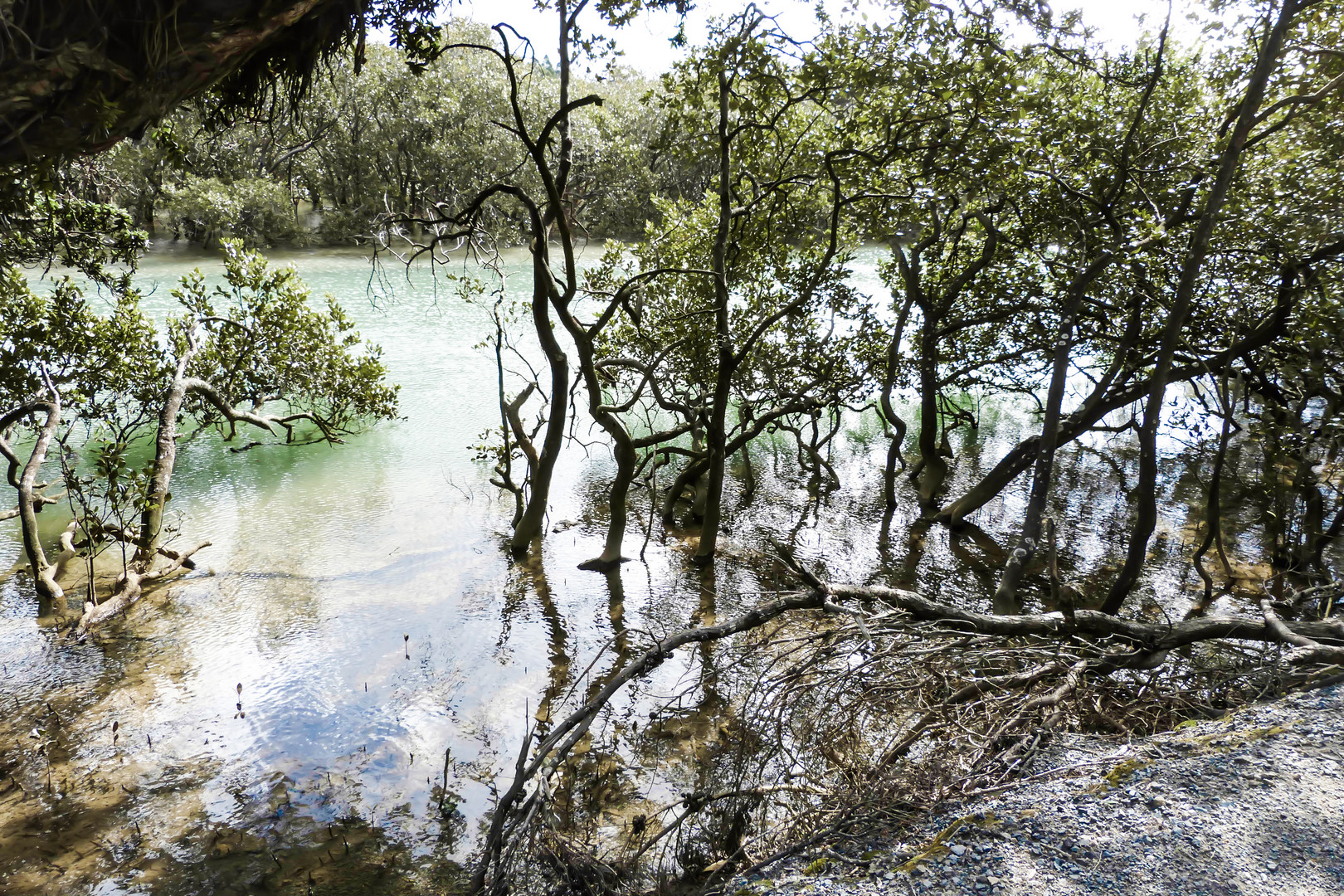 Fluss mit Gestrüpp