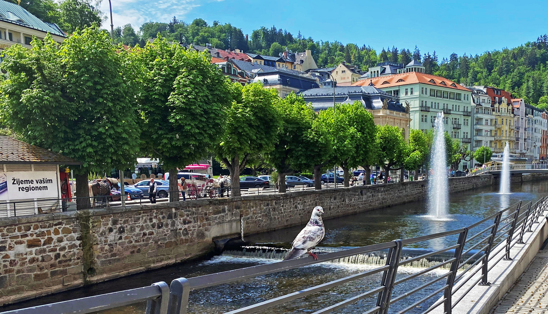 Fluß mit Taube (Karlsbad)