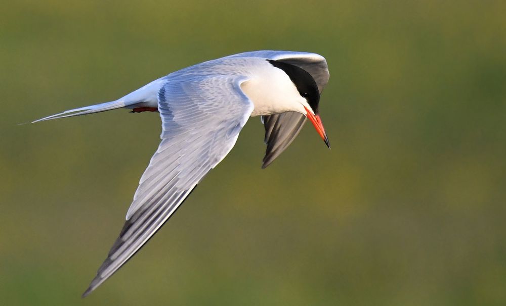 Fluss-Seeschwalbe auf Hallig Hooge