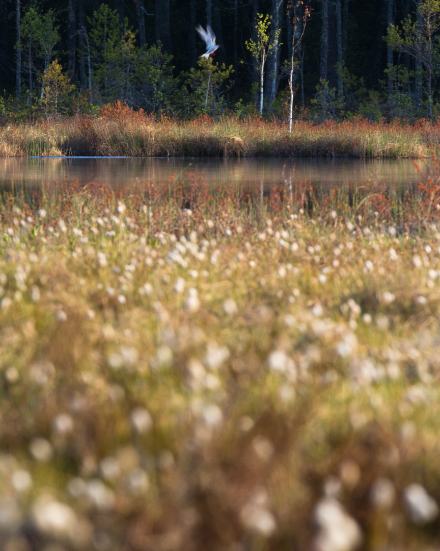 Fluss-Seeschwalbe beim Waldteich