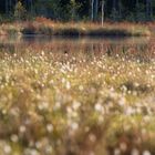 Fluss-Seeschwalbe beim Waldteich