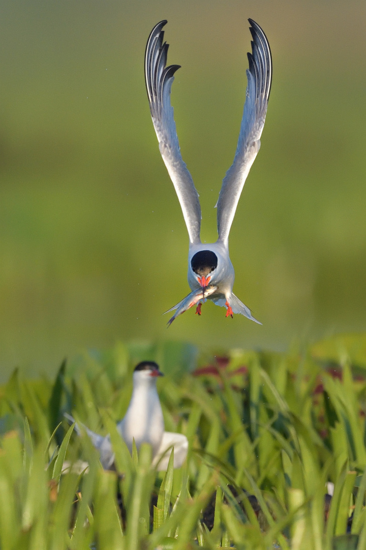 Fluss-Seeschwalbe im Flug