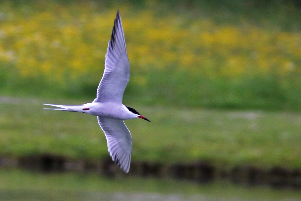 Fluss-Seeschwalbe im Flug