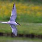 Fluss-Seeschwalbe im Flug