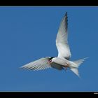 Fluss-Seeschwalbe im Flug • Insel Texel, Nord-Holland, Niederlande (21-21301)