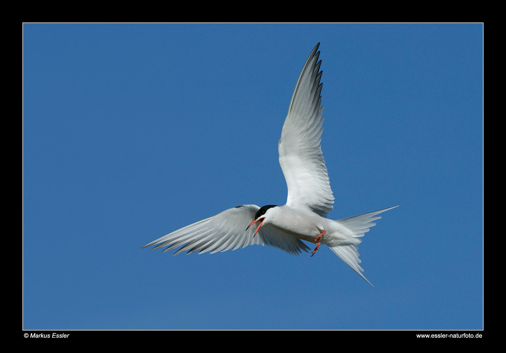 Fluss-Seeschwalbe im Flug • Insel Texel, Nord-Holland, Niederlande (21-21301)