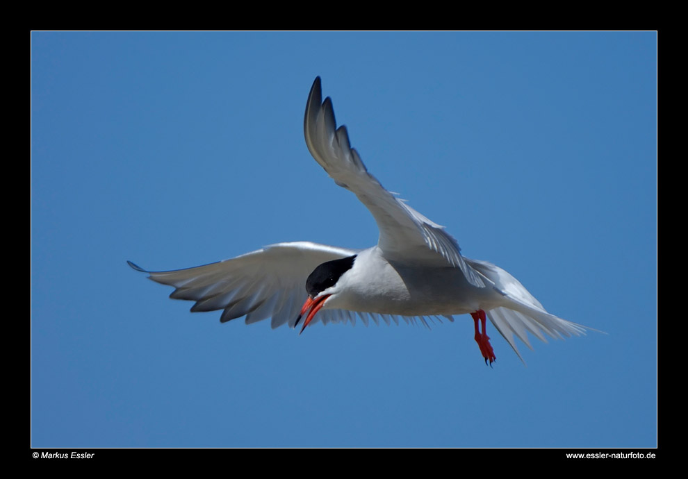 Fluss-Seeschwalbe im Flug • Insel Texel, Nord-Holland, Niederlande (21-21302)