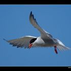 Fluss-Seeschwalbe im Flug • Insel Texel, Nord-Holland, Niederlande (21-21302)