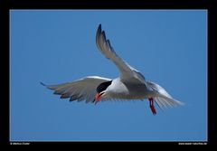 Fluss-Seeschwalbe im Flug • Insel Texel, Nord-Holland, Niederlande (21-21302)