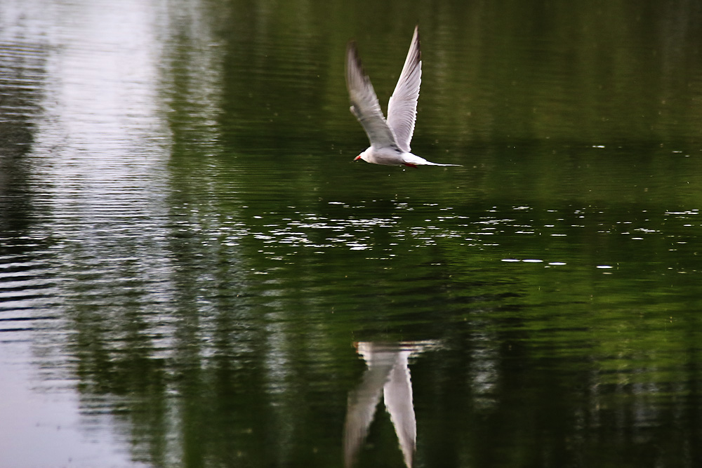 Fluss-Seeschwalbe im Tief-Flug