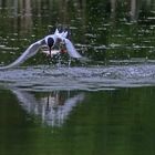 Fluss-Seeschwalbe mit Fischbeute