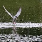 Fluss-Seeschwalbe nach dem Eintauchen