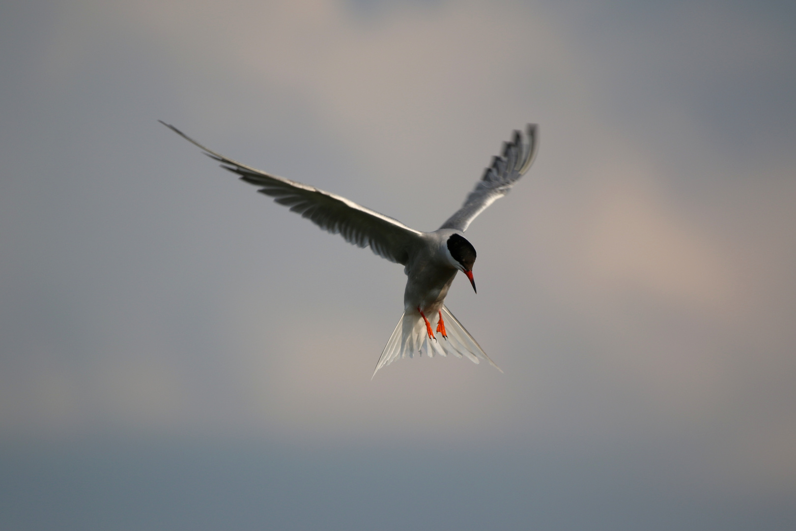 Fluss-Seeschwalbe [Sterna hirundo]